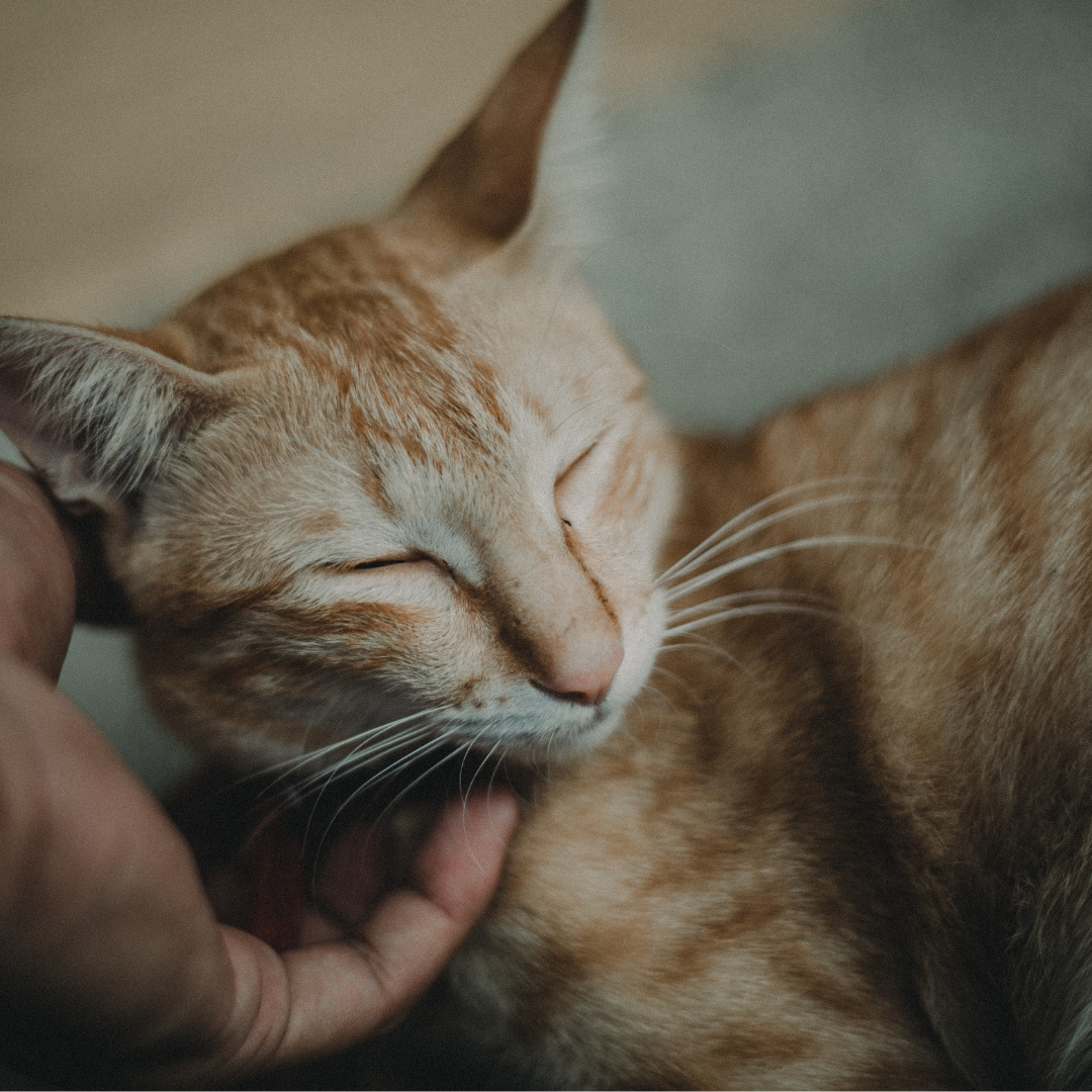 PETS