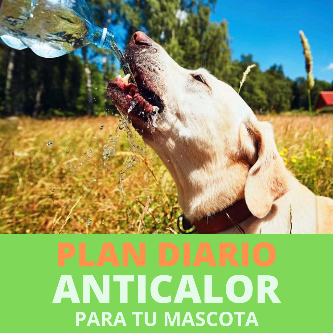 🐕‍🦺 Manual de Cuidado Anticalor | Mantén a tu perro o gato cómodo, fresco y saludable